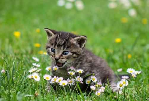 貓咪和小花