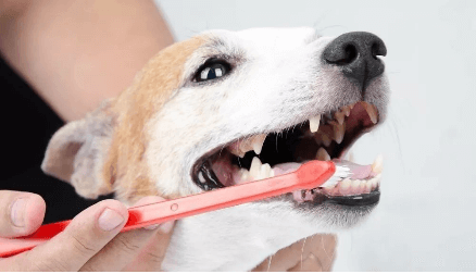 狗狗刷牙照片