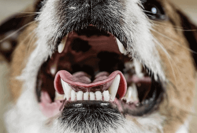 狗狗牙齒照片