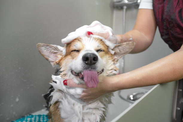 給狗狗洗澡