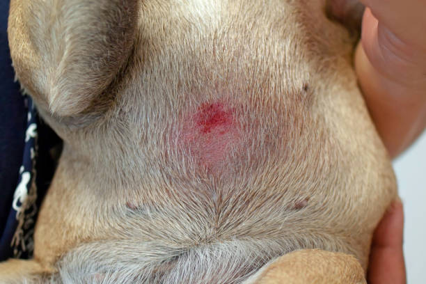 狗狗肚皮濕疹傷口