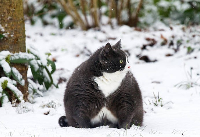 雪中肥貓