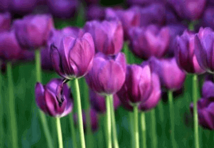 紫色鬱金香