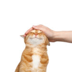貓絕育