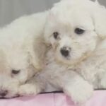 兩隻奶油貴賓幼犬