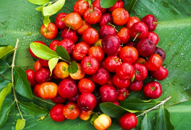 圖片展示的是天然維生素C的萃取來源、西印度櫻桃果實