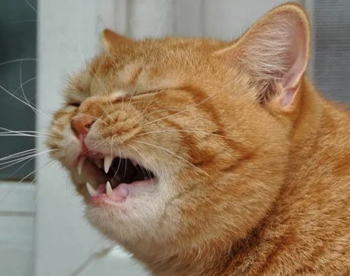 貓咪一直打噴嚏怎麼辦？