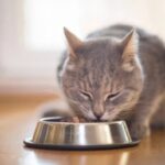 貓吃飼料