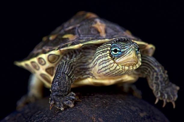 台灣斑龜