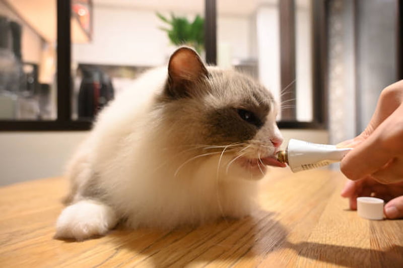 吃太急、空腹太久、吃到致敏物也會令貓咪吐出飼料、嘔黃水